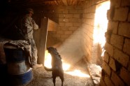 ASV armijas suņi Irākā - 15