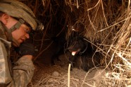 ASV armijas suņi Irākā - 16