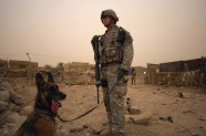 ASV armijas suņi Irākā - 19