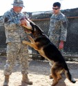 ASV armijas suņi Irākā - 20