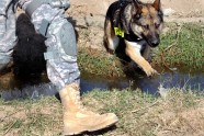 ASV armijas suņi Irākā - 21