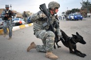 ASV armijas suņi Irākā - 22