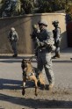 ASV armijas suņi Irākā - 24