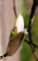 Magnolijas pumpurs...