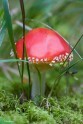 Amanita muscaria, Мухомор красный
