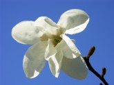 magnolii 307