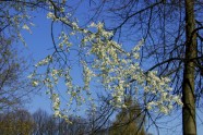 magnolii 110