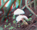 anaglyph55