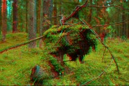 Anagliph_ropazhi_forest