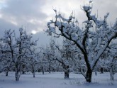 Зима в яблоневом саду