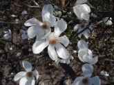 Magnolijas zieds...