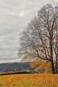 Kaulainas Siguldas rudens