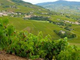Vīnogu vākšana Francijā - 2