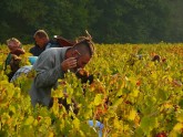 Vīnogu vākšana Francijā - 12