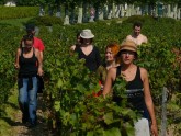 Vīnogu vākšana Francijā - 13