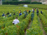 Vīnogu vākšana Francijā - 19