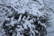 Sniegs Rīgā - 32