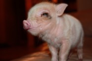Mini Pig Parasj
