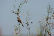 AA_ Niedru zvirbulis_Long tailed Reed Finch