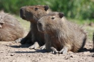 AAA_Lielākie grauzēji pasaulē- Kapibaras