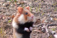 Alsace hamster