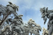 Elektrolīniju atbrīvošana no sniega un kokiem - 5