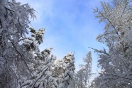 Elektrolīniju atbrīvošana no sniega un kokiem - 6