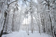 Elektrolīniju atbrīvošana no sniega un kokiem - 7