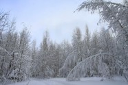 Elektrolīniju atbrīvošana no sniega un kokiem - 8