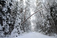 Elektrolīniju atbrīvošana no sniega un kokiem - 11