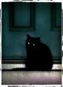 черная кошка в темной комнате