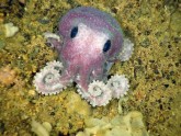 2. Purpurkrāsas astoņkājis