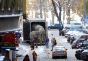 Rīgā ierodas cirka ziloņi