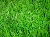 grass_by_conformity
