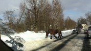 zirgs Rīgā rada satiksmes sastrēgumu