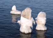 Ledus Kurzemes piekrastē - 12