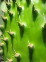 Kaktusss
