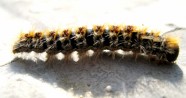 Fluffy-muffy Catterpillar