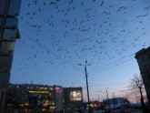 Putni virs Rīgas