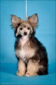 Izstāde 2011Zafire Golden Diamond Ķīnas cekulainais suns - Chinese crested dog