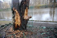 Bebru apgrauztie koki Rīgā - 6