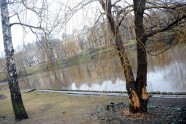 Bebru apgrauztie koki Rīgā - 11