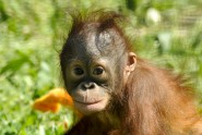 Orangutans 1