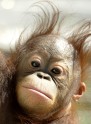 Orangutans 2