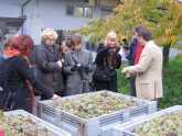Baltijas valstu žurnālistu grupa iepazīst Morāvijas vīna tapšanas noslēpumus
