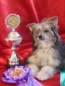 Ķīnas cekulainais suns - Chinese crested dog - Zafire