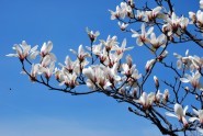 magnolijas Rīgā