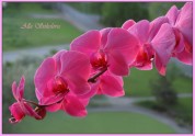 Рассветная орхидея
