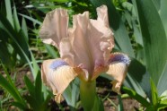 Iris 'Cocoa Pink'