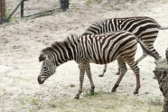 Zoodārza jaunās zebras